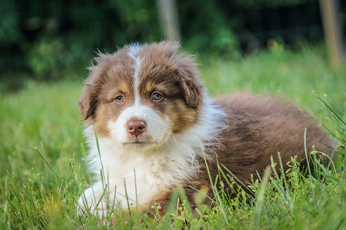 Studie bestätigt: Tiere haben positive Auswirkungen auf den Kinderwunsch